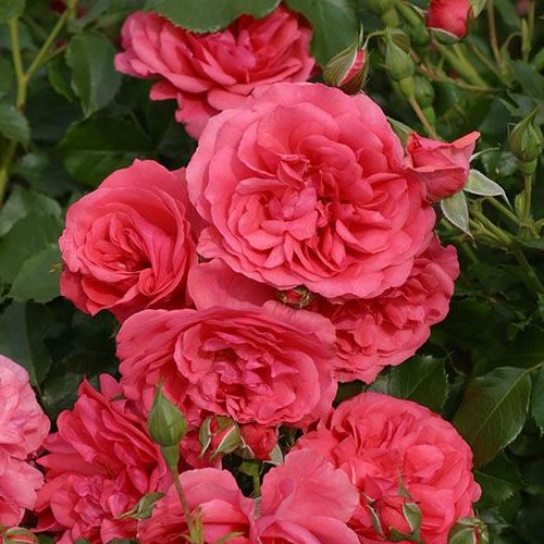 Shop - Rosa Rosarium Uetersen® - rosa - kletterrosen - mittel-stark duftend - Reimer Kordes - Schnell hochwachsende Kletterrose mit dekorativen grellen Blumen.